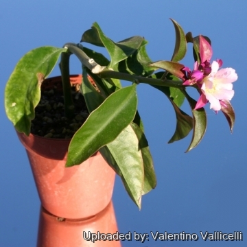 Pereskia grandifolia subs. violacea