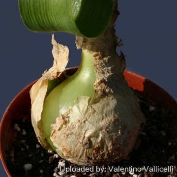 Ornithogalum caudatum