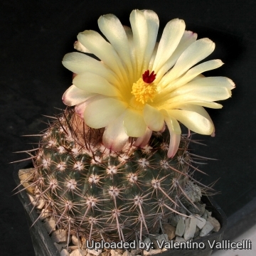 Parodia microsperma var. erythrantha