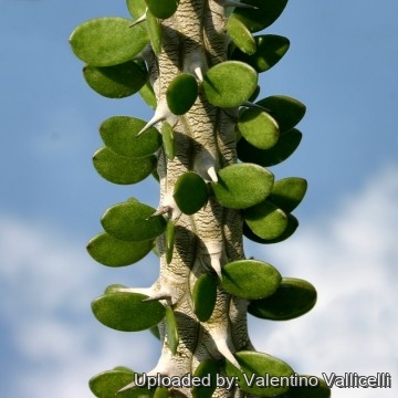 Alluaudia procera