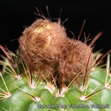 Notocactus arechavaletae var. rubescens