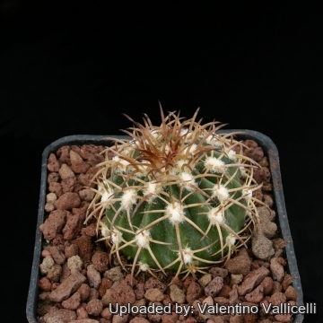 Melocactus pyramidalis