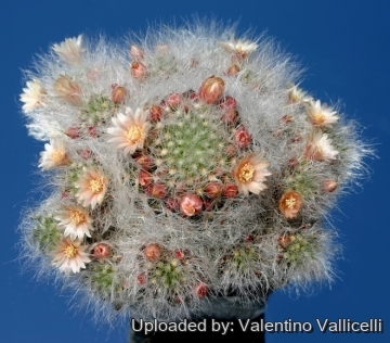 Mammillaria scheinvariana
