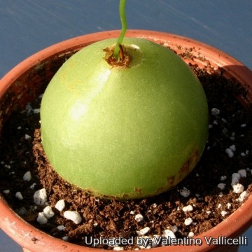 Bowiea volubilis