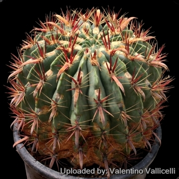 Ferocactus latispinus