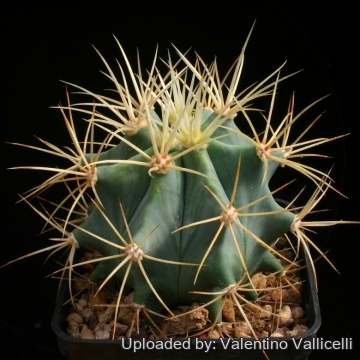 Ferocactus glaucescens