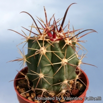 Ferocactus gracilis subs. gatesii