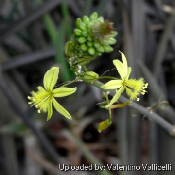 Bulbine frutescens