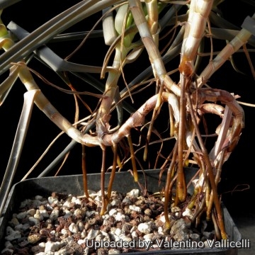 Bulbine frutescens