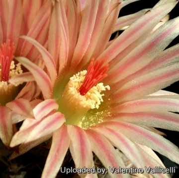 Eriosyce crispa