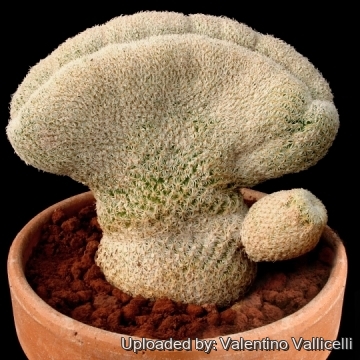 Epithelantha micromeris var. texensis f. cristata