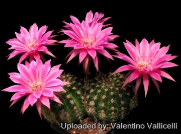 Echinopsis cv. Raspberry Ripple