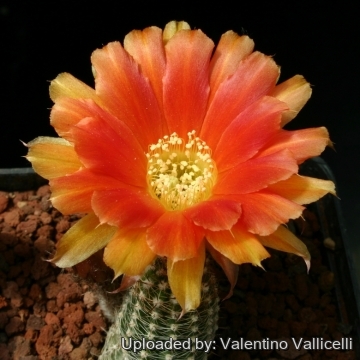 Echinopsis chamaecereus cv. Mephysto