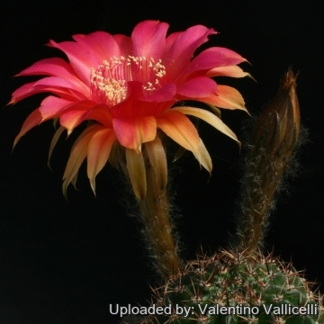 Echinopsis cv. Intrigue