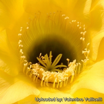 Echinopsis cv. Coquette