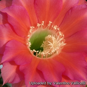 Echinopsis cv. Monet
