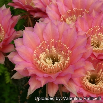 Echinopsis cv. Peach Monarch
