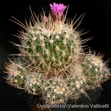 Stenocactus ochoterenanus