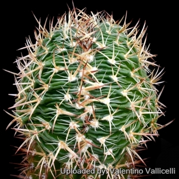 Stenocactus multicostatus f. cristatus