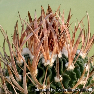 Stenocactus caespitosus