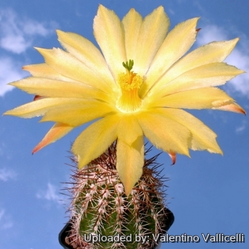 Echinocereus stoloniferus subs. tayopensis