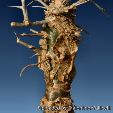 Commiphora myrrha