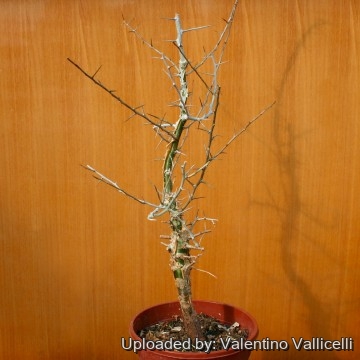 Commiphora myrrha