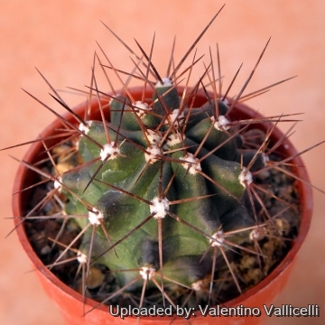 Echinocereus coccineus var. gurneyi