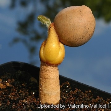 Cycas siamensis