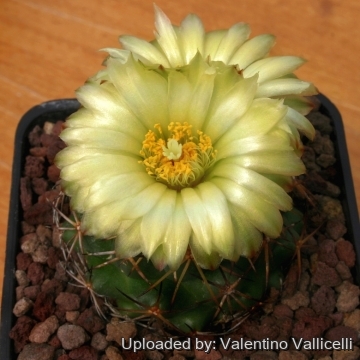 Coryphantha cornifera