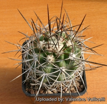 Copiapoa coquimbana var. pendulina