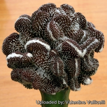 Copiapoa humilis subs. tenuissima f. monstruosa cristata