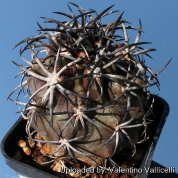Copiapoa dura