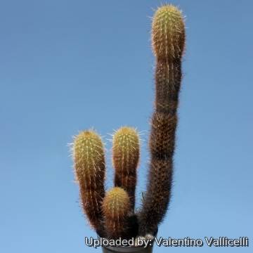 Haageocereus lachayensis