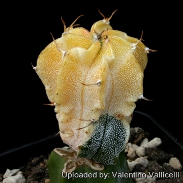Astrophytum ornatum f. aurea