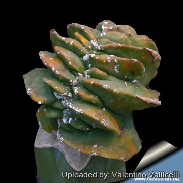 Astrophytum myriostigma cv. Hakuun nudum cristatum (Thick form)