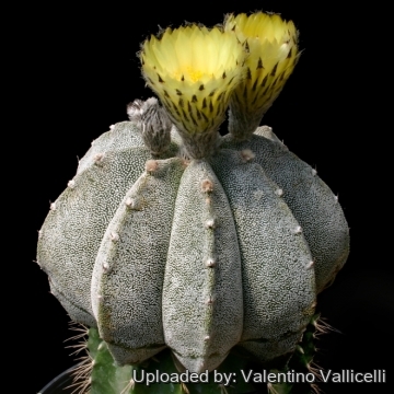 Astrophytum hybrid MY-OR (A. myriostigma x A. ornatum)