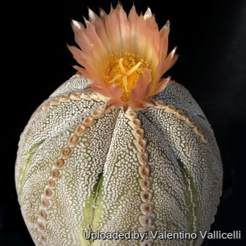 Astrophytum hybrid AS-ONZ (A. asterias x A. myriostigma cv. Onzuka)
