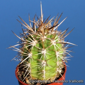 Echinopsis chiloensis var. panhoplites