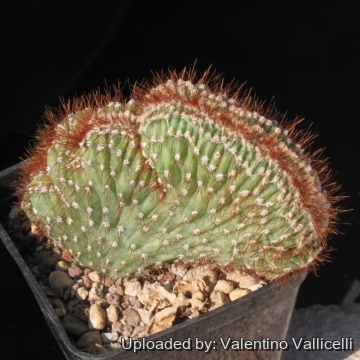 Cereus peruvianus f. cristatus