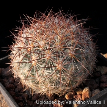 Pediocactus simpsonii