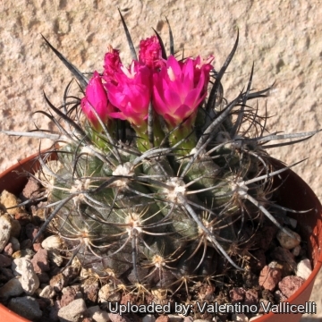 Eriosyce subgibbosa subs. clavata