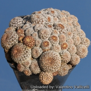 Sulcorebutia augustinii