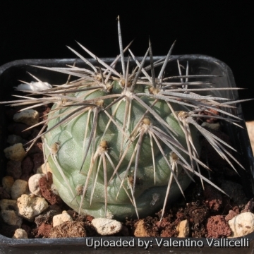 Tephrocactus alexanderi