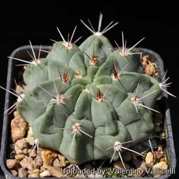 Gymnocalycium mostii var. genseri