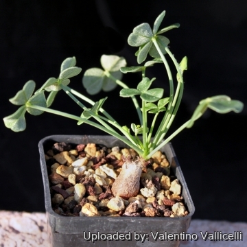 Oxalis megalorrhiza