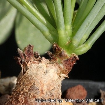 Oxalis megalorrhiza