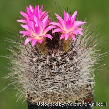 Eriosyce senilis var. multicolor