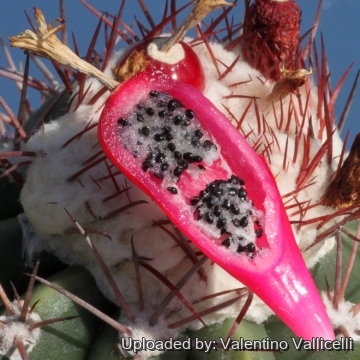Melocactus curvispinus subs. caesius