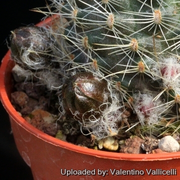 Rebutia huarinensis